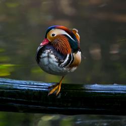 Mandarin ducks inside R. J. Reynolds Forest Aviary