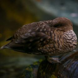 Marbled Teal inside R. J. Reynolds Forest Aviary