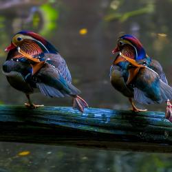 Mandarin ducks inside R. J. Reynolds Forest