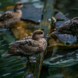 Marbled Teal inside R. J. Reynolds Forest Aviary