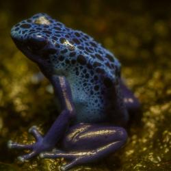 Blue Poison Dart Frog