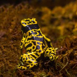 Yellow-banded dart frog