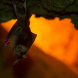 Bat