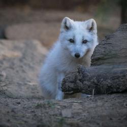 Artic Fox