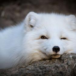 Artic Fox