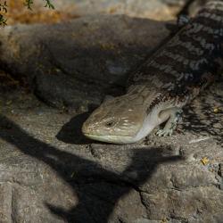 Blue-tongued skink