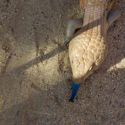 Blue-tongued skink