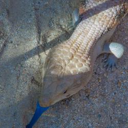 Blue-tongued skink
