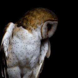 Barn Owl PhotoWILD Carolina Raptor Center