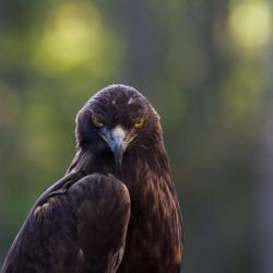 Golden Eagle PhotoWILD Carolina Raptor Center