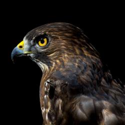 Broad-Winged Hawk PhotoWILD Carolina Raptor Center