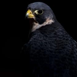 Peregrine Falcon PhotoWILD Carolina Raptor Center