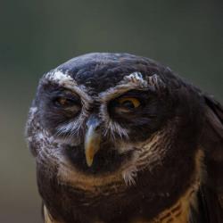 Estrella Spectacled Owl PhotoWILD Carolina Raptor Center