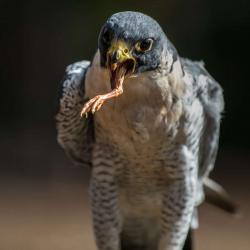 Peregrine Falcon ...I can