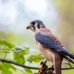 Kestrel Falcon PhotoWILD Carolina Raptor Center