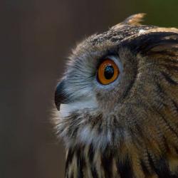 Great Horned Owl PhotoWILD Carolina Raptor Center