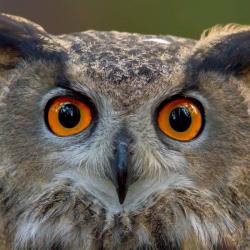 Great Horned Owl PhotoWILD Carolina Raptor Center