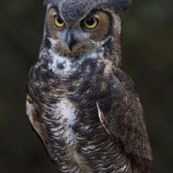 Great Horned Owl PhotoWILD Carolina Raptor Center