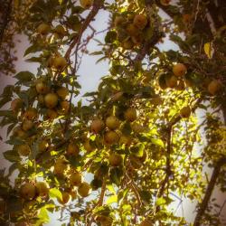 Pear Tree Wilson House