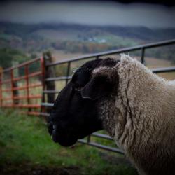 Suffolk Sheep-Ram