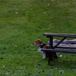 Riley The Beagle-Neighbor