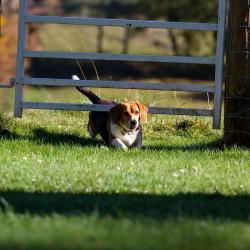 Riley The Beagle-Neighbor