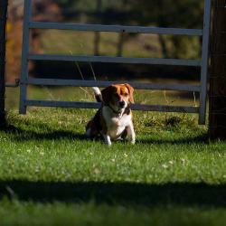Riley The Beagle-Neighbor