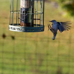 White-Breasted Nuthatch at feeder Wilson House VA