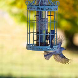 Tufted Titmouse at feeder Wilson House VA