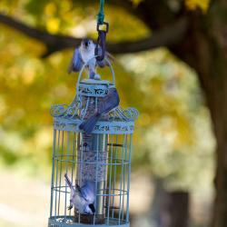Tufted Titmouse at feeder Wilson House VA