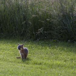 Baby Fox on Farm Country Classic