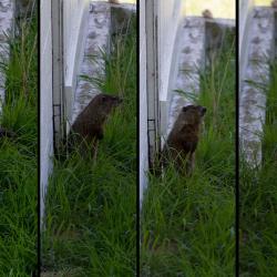 Ground Hog Allen on Farm
