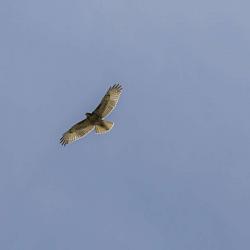 Hawk Flying over Farm