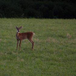Deer in Field on Farm