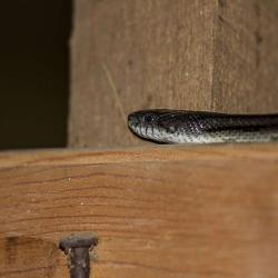 Rat snake in barn