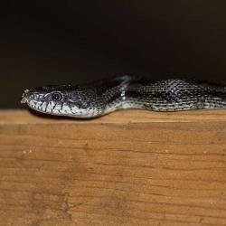 Rat snake in barn