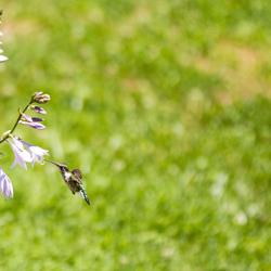 Humming Bird on Farm