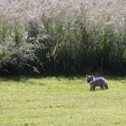Baby Foxes on Farm Country Classic