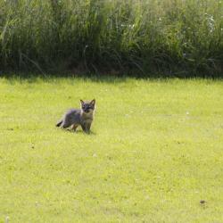 Baby Foxes on Farm Country Classic