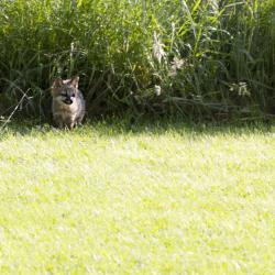 Baby Foxes on Farm Country Classic