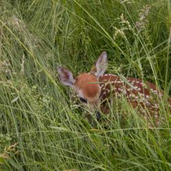 Baby Fawn deer on Farm