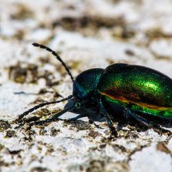 Dogbane Leaf Beetle