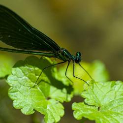 Damselfly