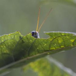 Grasshopper-peeking