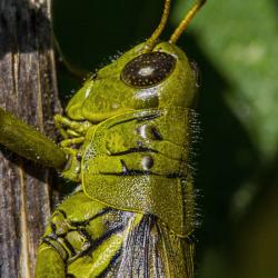 Grasshopper