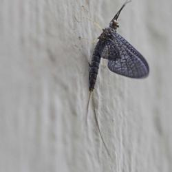 Mayfly