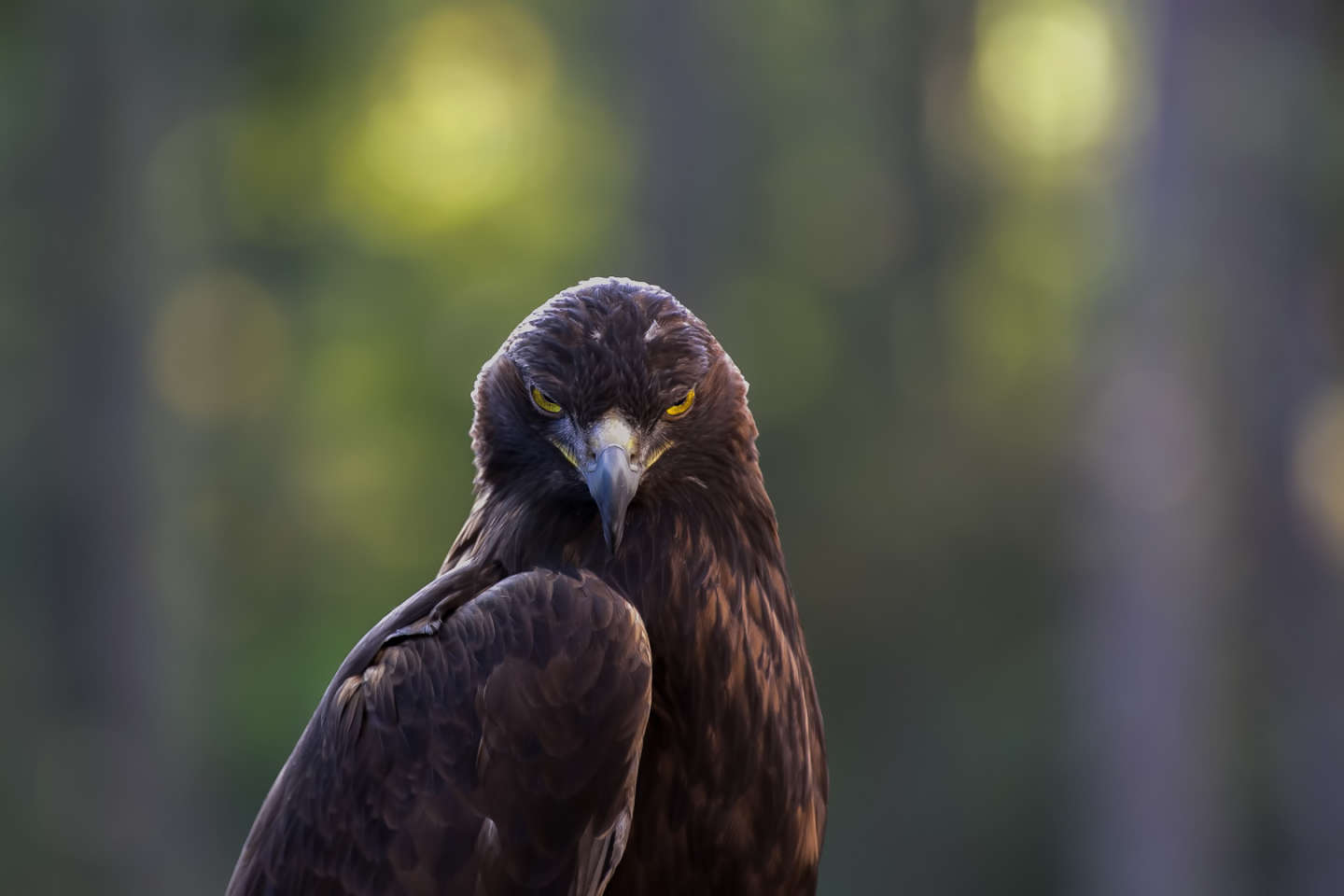 PhotoWILD Carolina Raptor Center