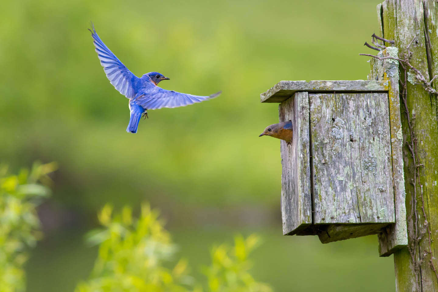 The Birds of Monterey VA