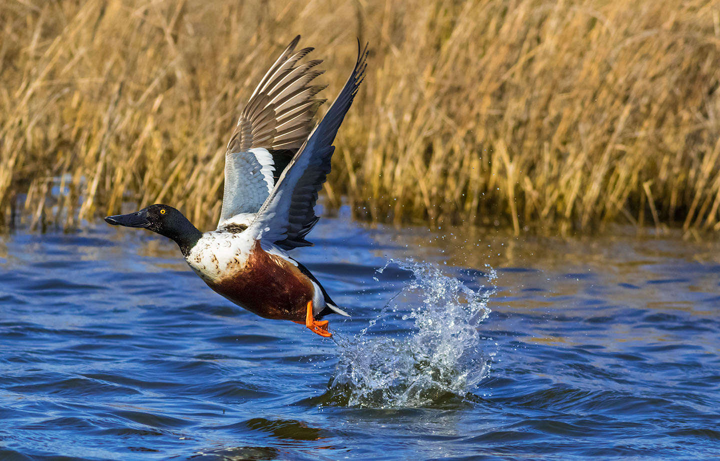 Pea Island Wildlife Refuge Bird Photography