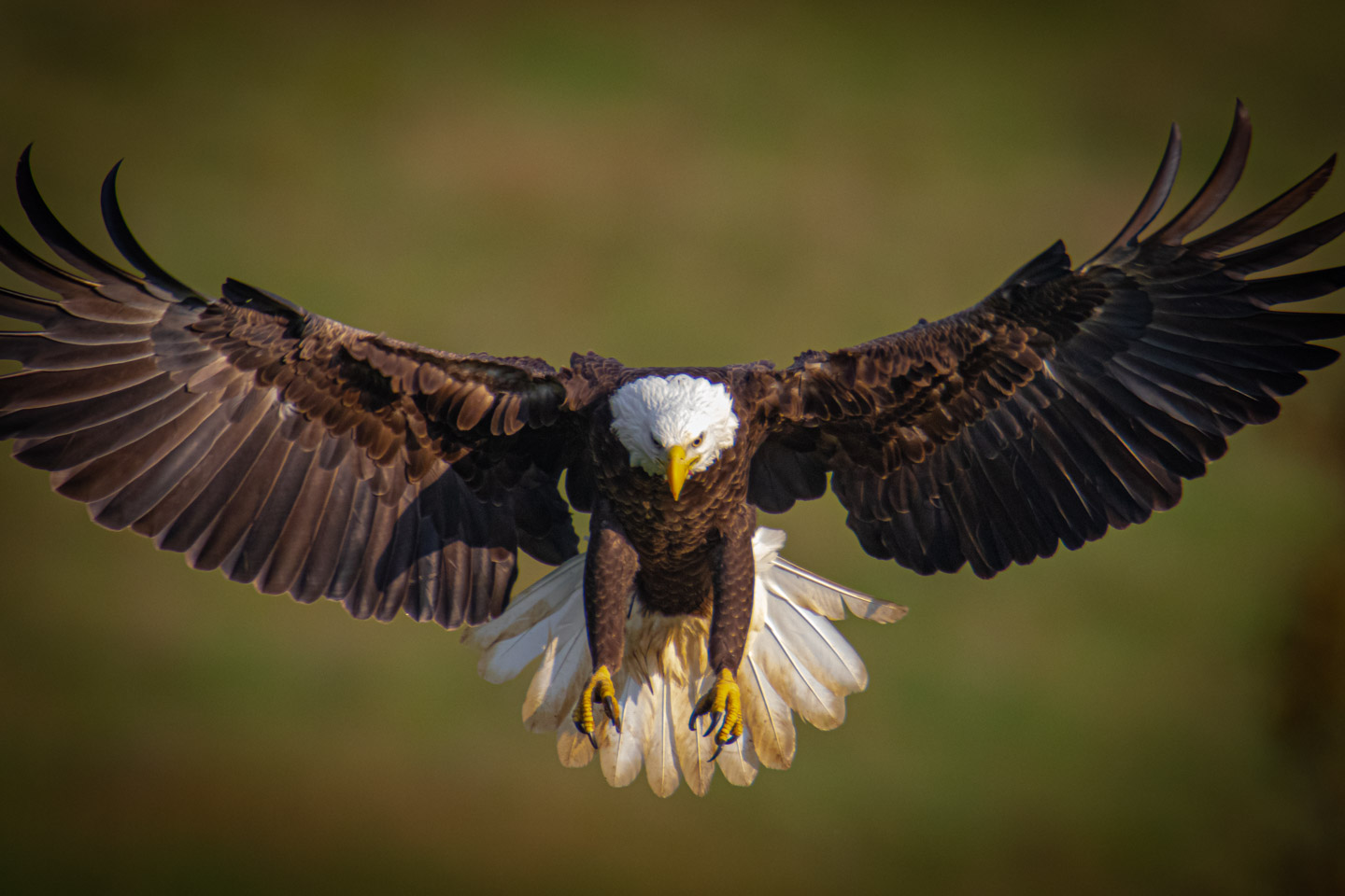 Highland County Eagles Photography